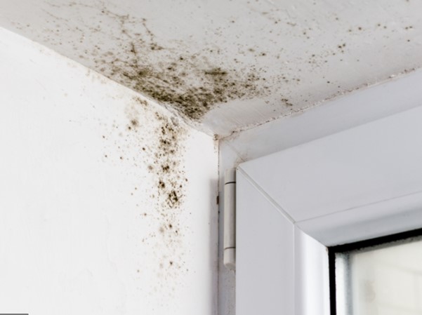 https://www.canberraasbestosremoval.com.au/wp-content/uploads/2021/08/Picture1-2.jpg
